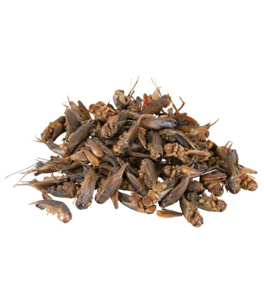 Ласощі для рептилій Trixie цвіркуни сушені 25 г Trixie 76392 - 3 - 4011905763927