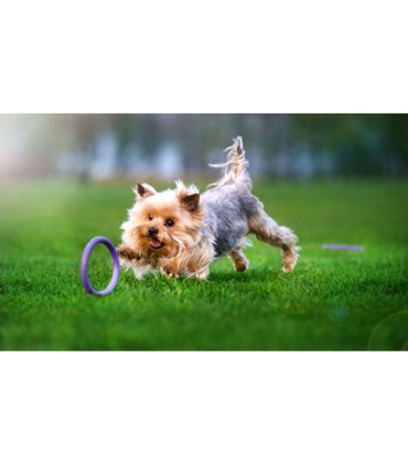 Тренувальне кільце для собак PULLER  - 5 - 